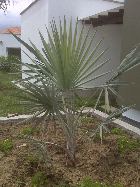 [Foto de planta, jardin, jardineria]