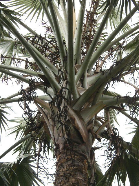 [Foto de planta, jardin, jardineria]