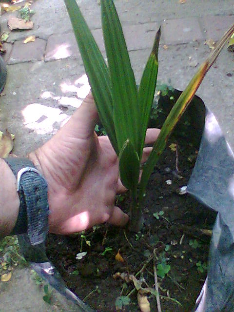 [Foto de planta, jardin, jardineria]