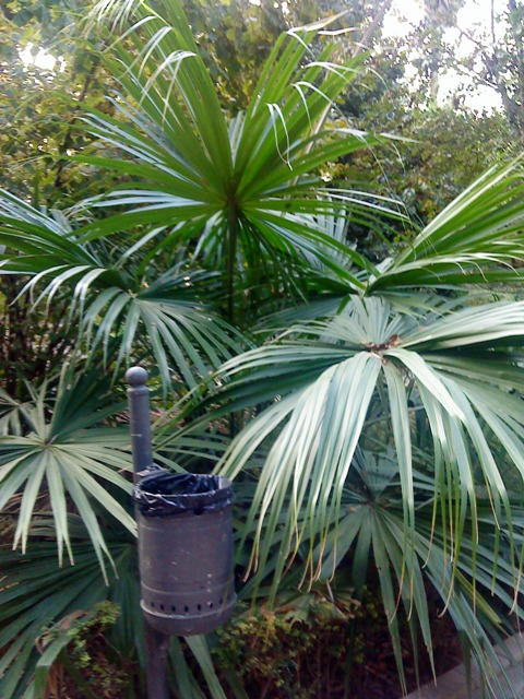 [Foto de planta, jardin, jardineria]