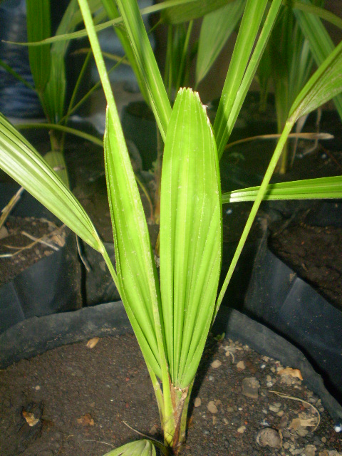 [Foto de planta, jardin, jardineria]