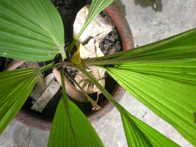 [Foto de planta, jardin, jardineria]