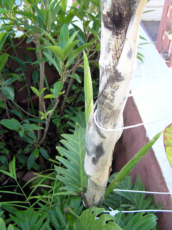 [Foto de planta, jardin, jardineria]