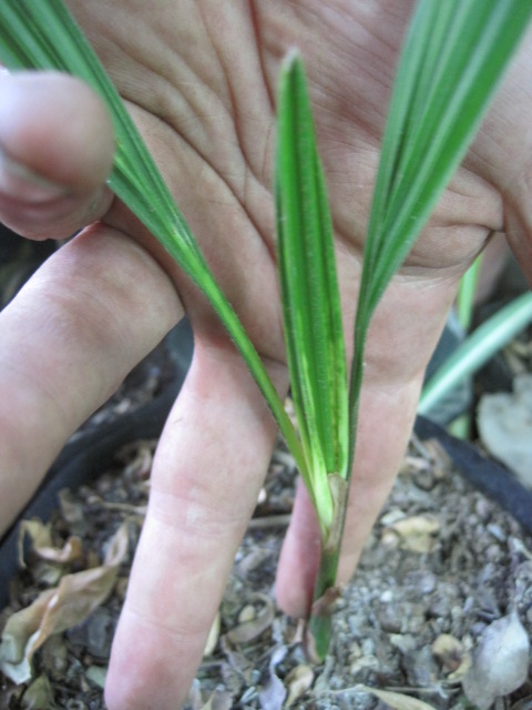 [Foto de planta, jardin, jardineria]