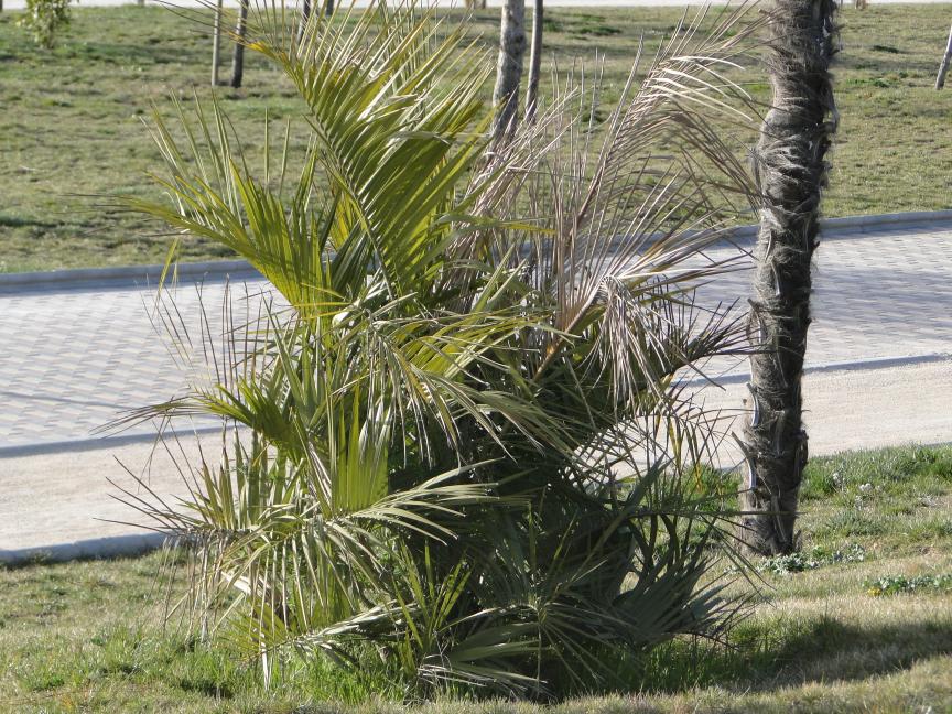 [Foto de planta, jardin, jardineria]