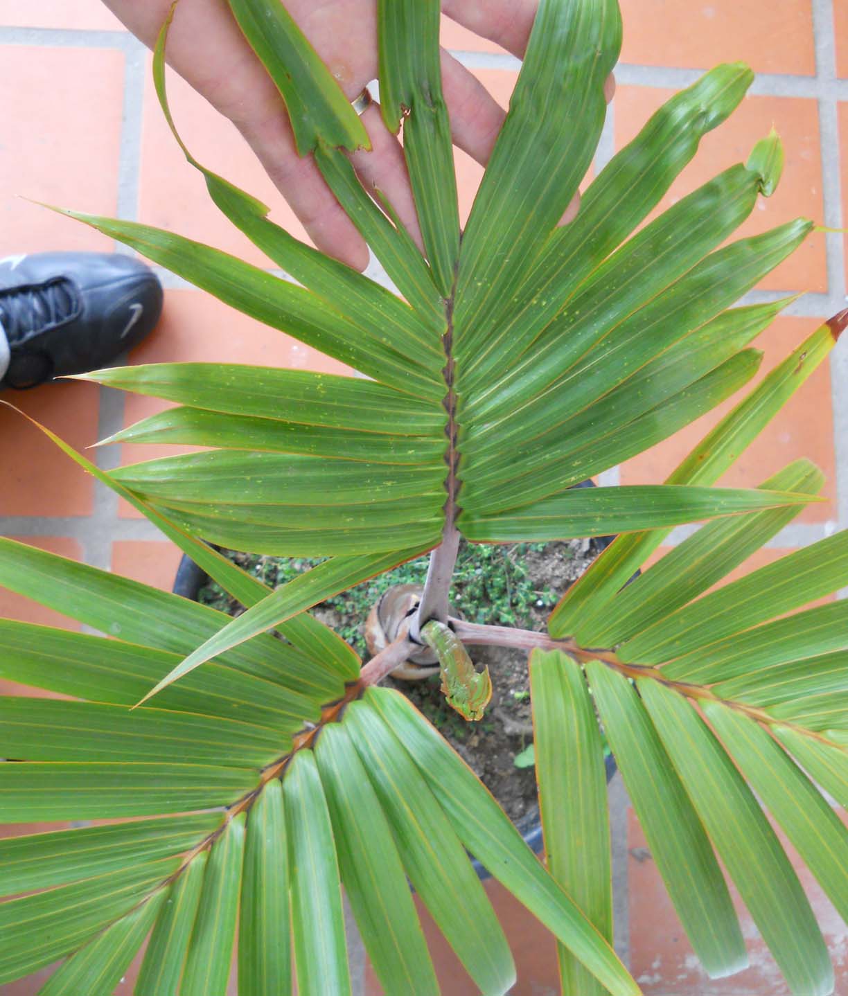 [Foto de planta, jardin, jardineria]