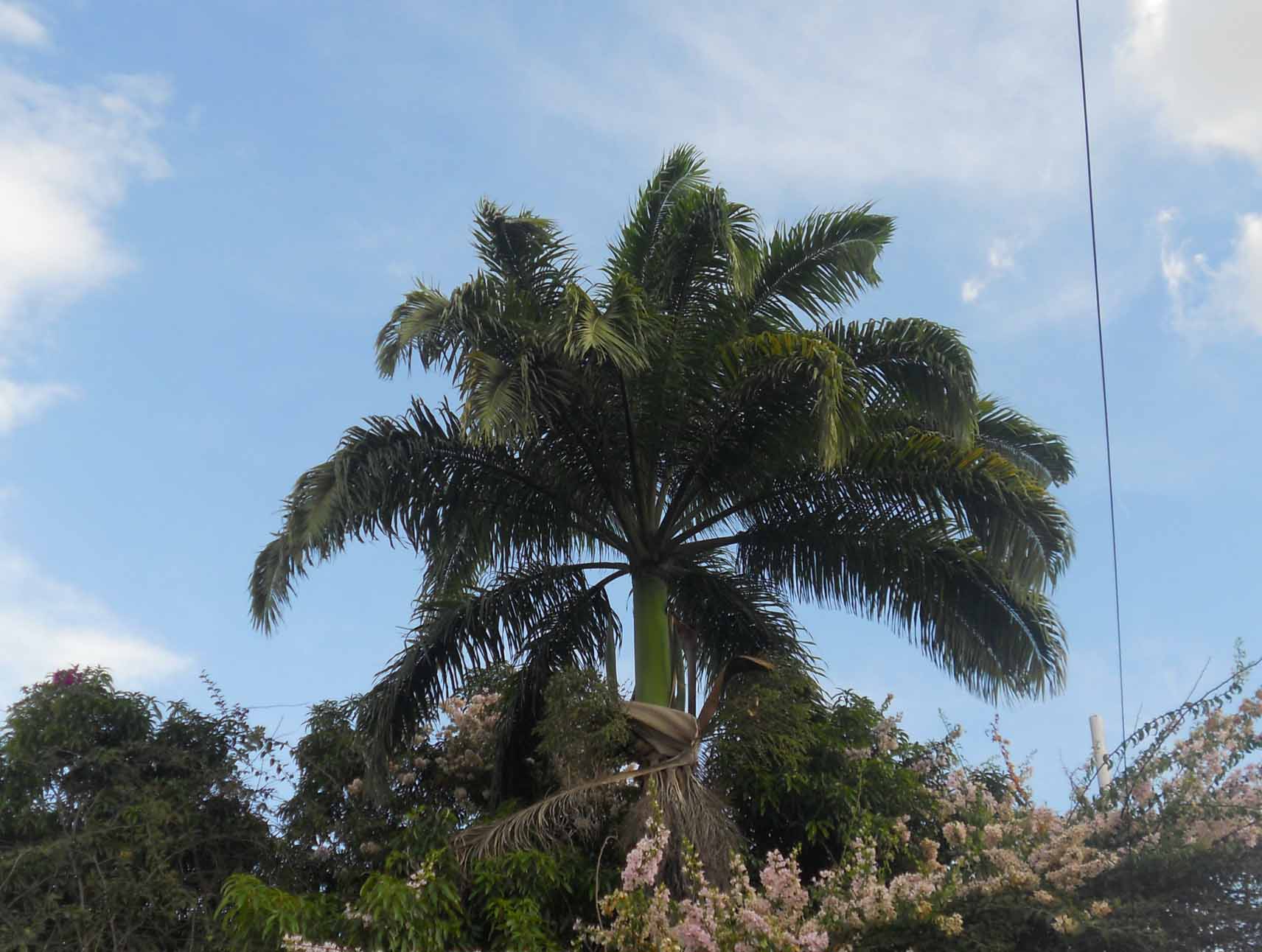 [Foto de planta, jardin, jardineria]