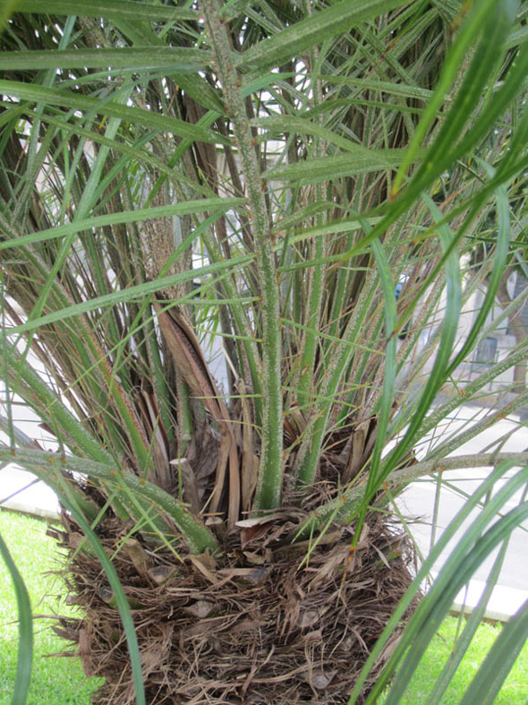 [Foto de planta, jardin, jardineria]