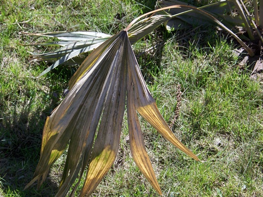 [Foto de planta, jardin, jardineria]