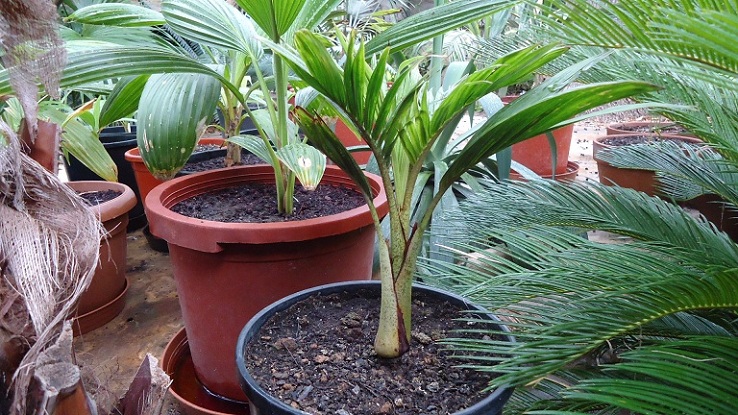 [Foto de planta, jardin, jardineria]