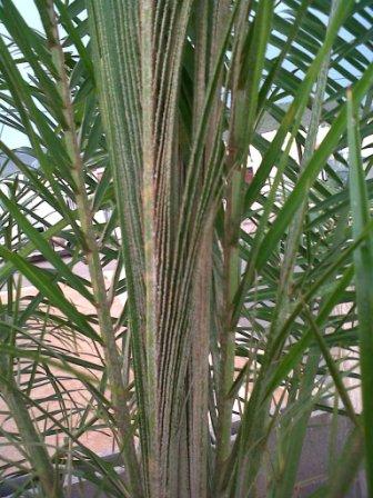 [Foto de planta, jardin, jardineria]