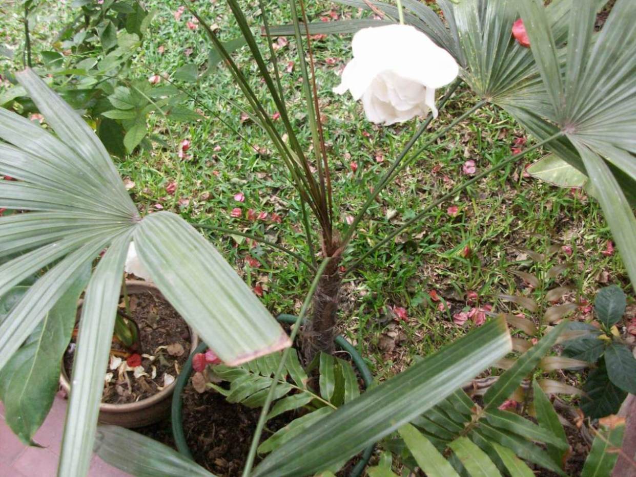 [Foto de planta, jardin, jardineria]