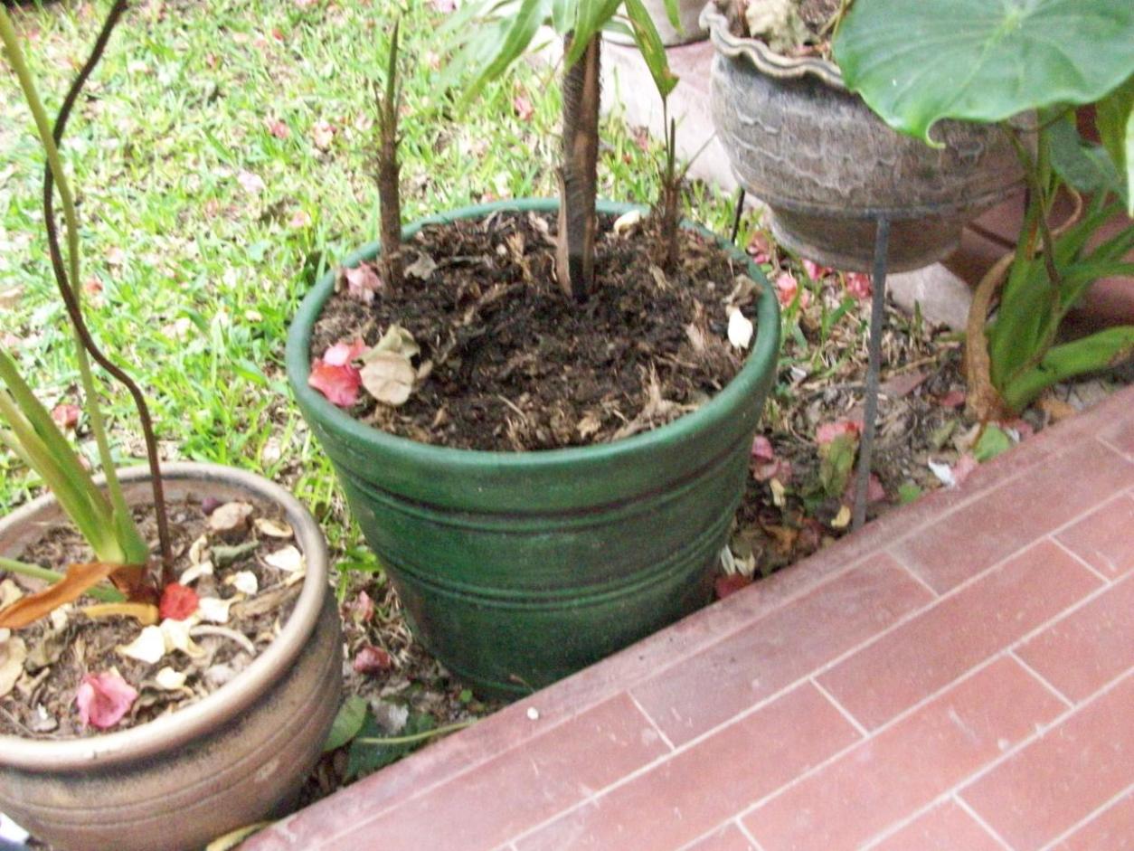 [Foto de planta, jardin, jardineria]