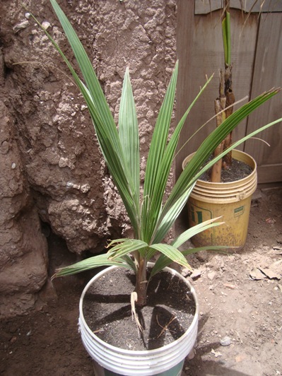 [Foto de planta, jardin, jardineria]