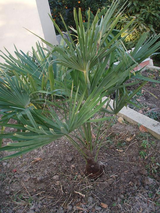 [Foto de planta, jardin, jardineria]