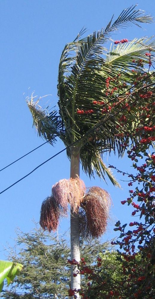 [Foto de planta, jardin, jardineria]