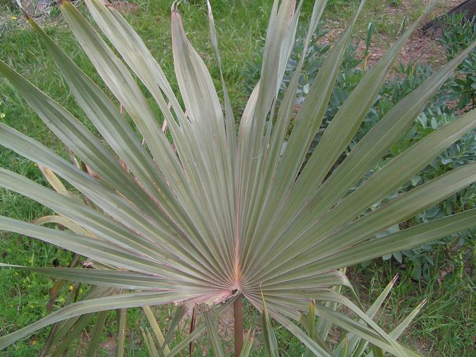 [Foto de planta, jardin, jardineria]