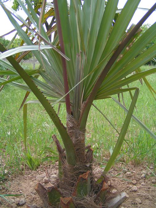 [Foto de planta, jardin, jardineria]