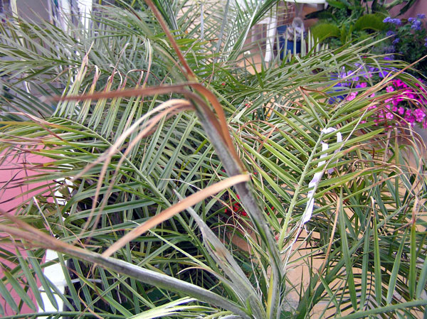 [Foto de planta, jardin, jardineria]