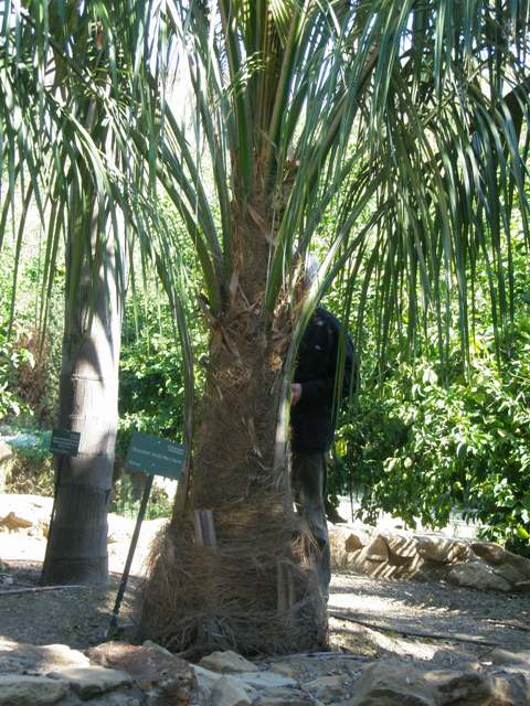 [Foto de planta, jardin, jardineria]