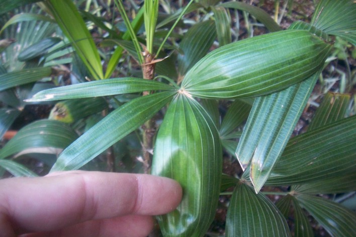 [Foto de planta, jardin, jardineria]