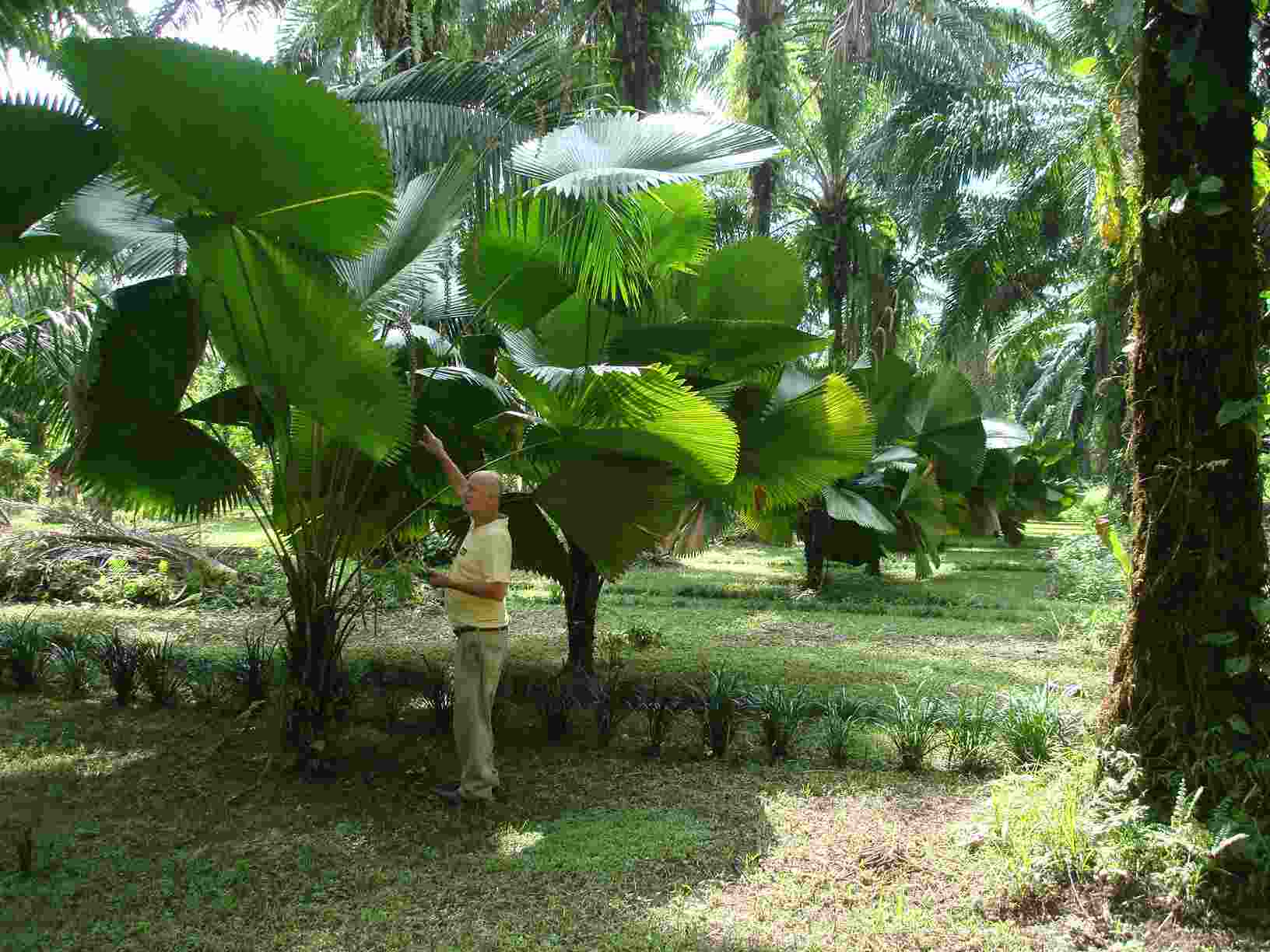 [Foto de planta, jardin, jardineria]