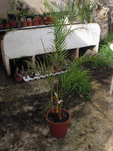 [Foto de planta, jardin, jardineria]