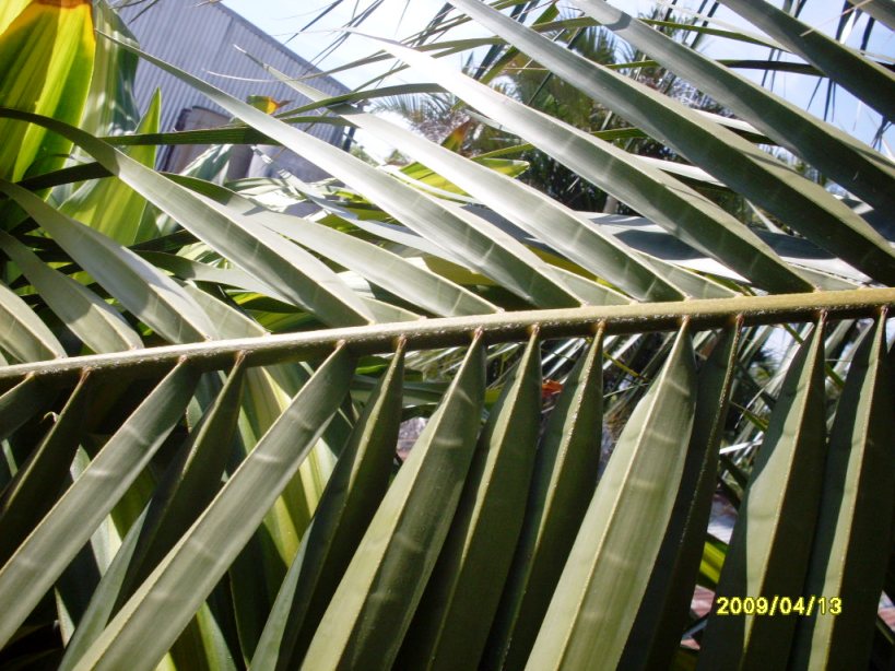 [Foto de planta, jardin, jardineria]