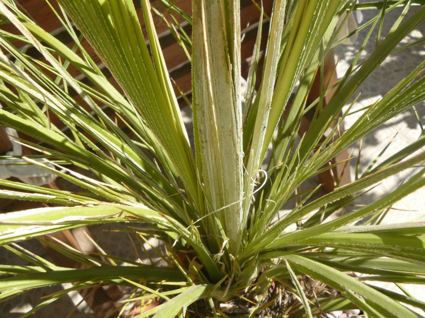 [Foto de planta, jardin, jardineria]