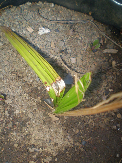 [Foto de planta, jardin, jardineria]