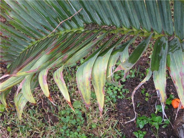 [Foto de planta, jardin, jardineria]