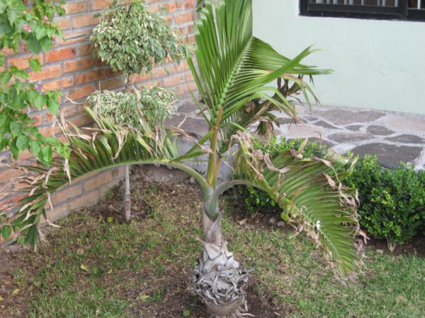 [Foto de planta, jardin, jardineria]