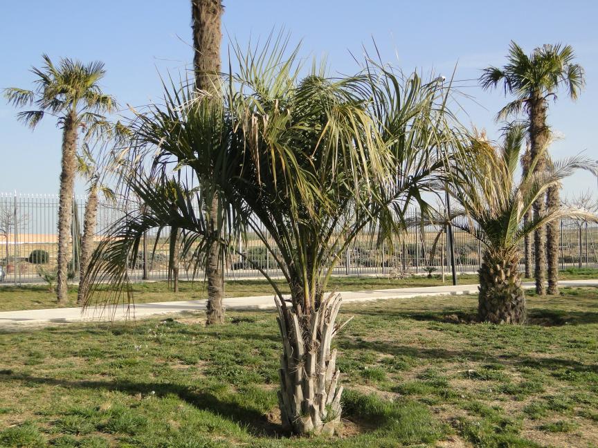 [Foto de planta, jardin, jardineria]