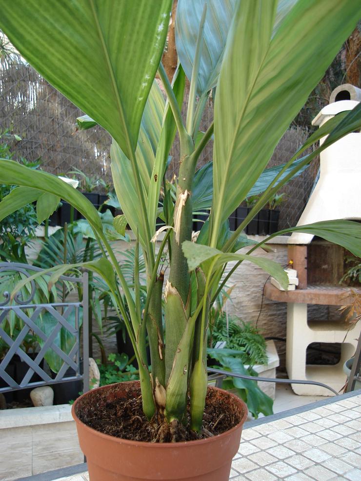 [Foto de planta, jardin, jardineria]