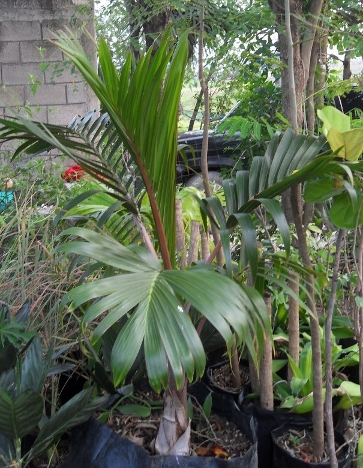 [Foto de planta, jardin, jardineria]