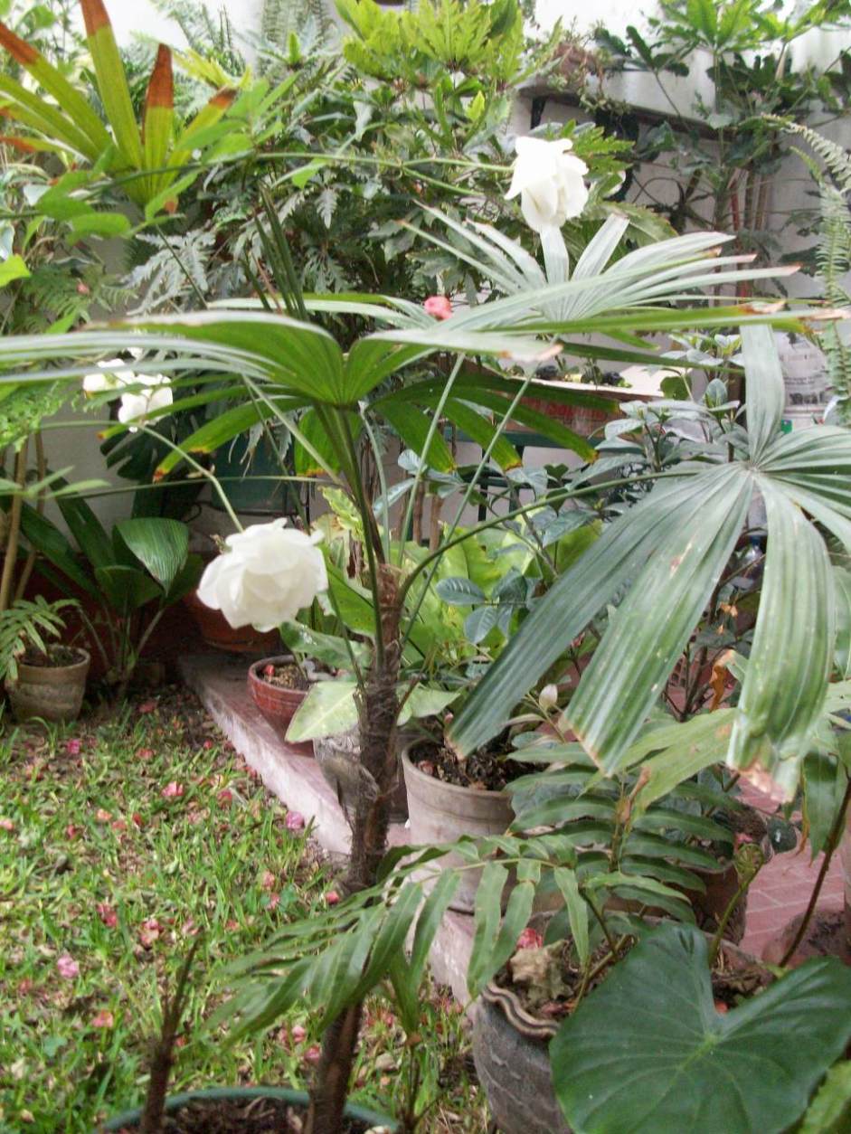 [Foto de planta, jardin, jardineria]