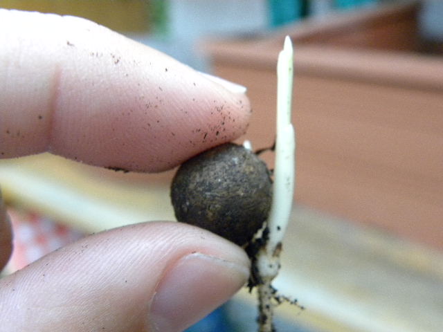 [Foto de planta, jardin, jardineria]