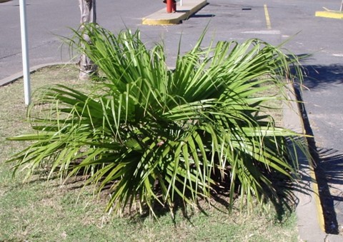 [Foto de planta, jardin, jardineria]