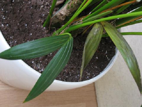 [Foto de planta, jardin, jardineria]