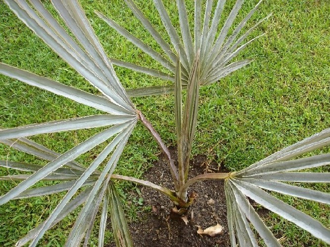 [Foto de planta, jardin, jardineria]