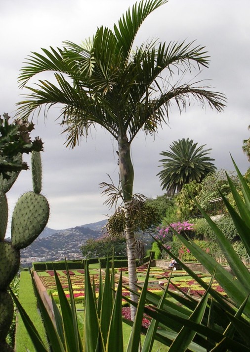 [Foto de planta, jardin, jardineria]