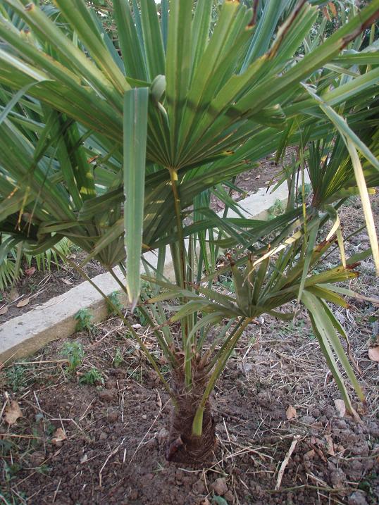 [Foto de planta, jardin, jardineria]