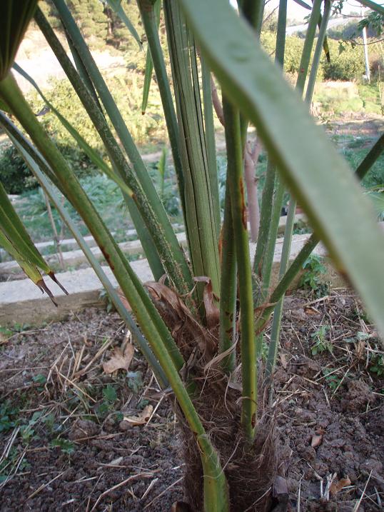 [Foto de planta, jardin, jardineria]