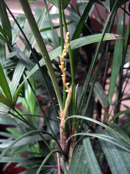 [Foto de planta, jardin, jardineria]