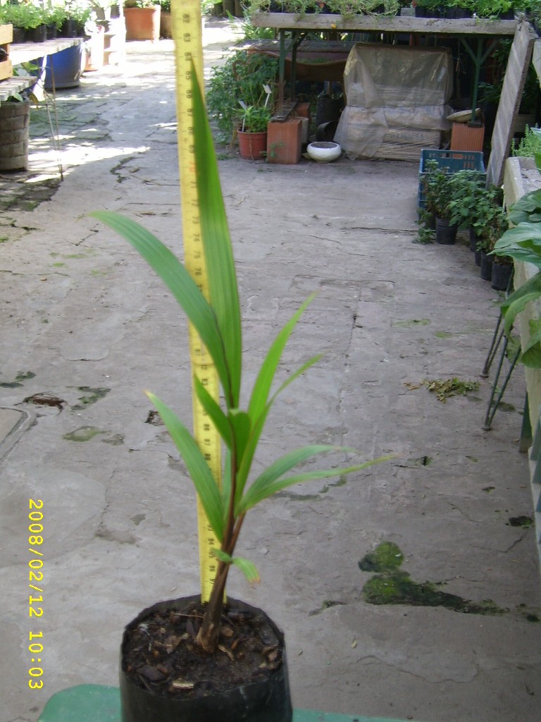 [Foto de planta, jardin, jardineria]