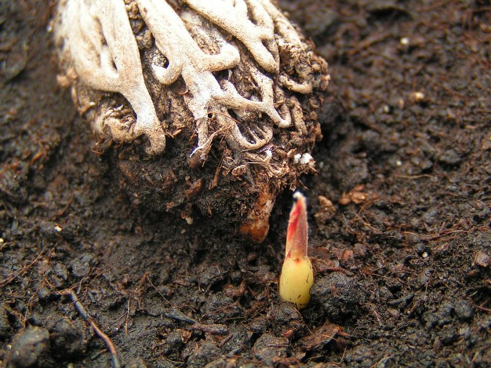 [Foto de planta, jardin, jardineria]