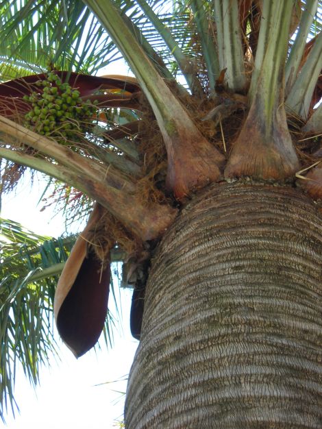 [Foto de planta, jardin, jardineria]