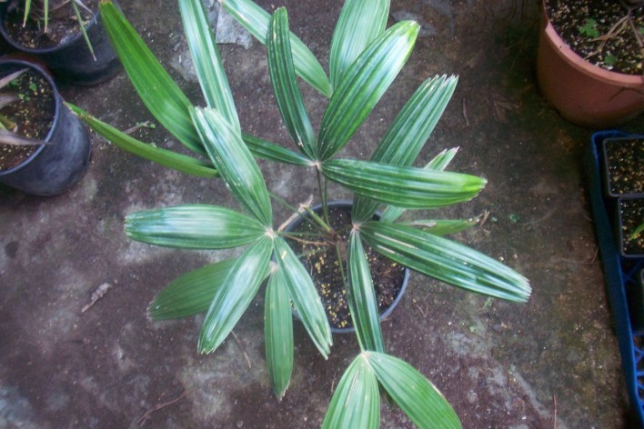 [Foto de planta, jardin, jardineria]