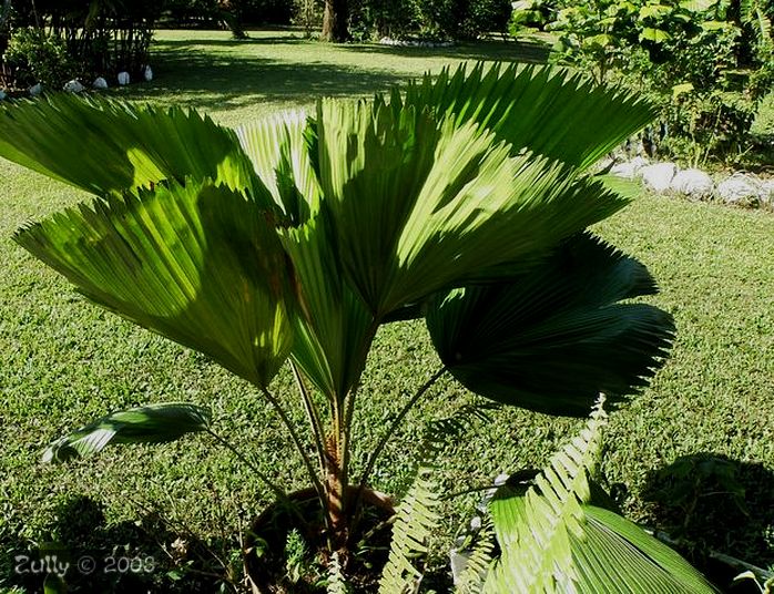 [Foto de planta, jardin, jardineria]