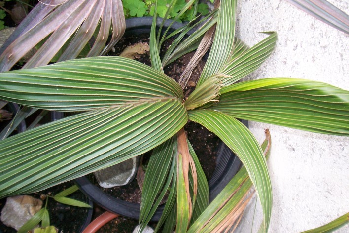 [Foto de planta, jardin, jardineria]